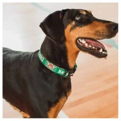 Collar Zeedog Hawkins Stranger Things Large -Puntomascotas Tienda collar zeedog hawkins stranger things large 3