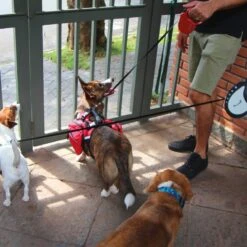 Correa Retráctil Perro Mimo P 3m 8kg Blanca -Puntomascotas Tienda correa retractil perro mimo p 3m 8kg blanca 4